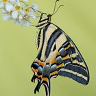 Papilio pilumnus