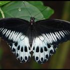 Papilio polymnestor