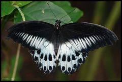 Papilio polymnestor