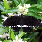  Papilio polytes ?