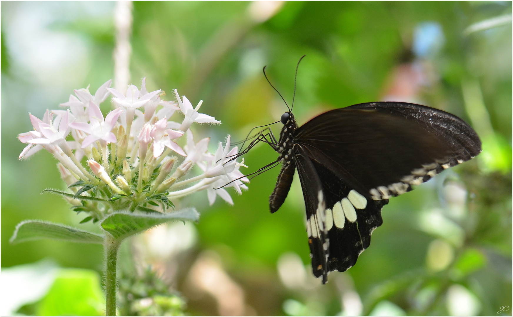 Papilio polytes