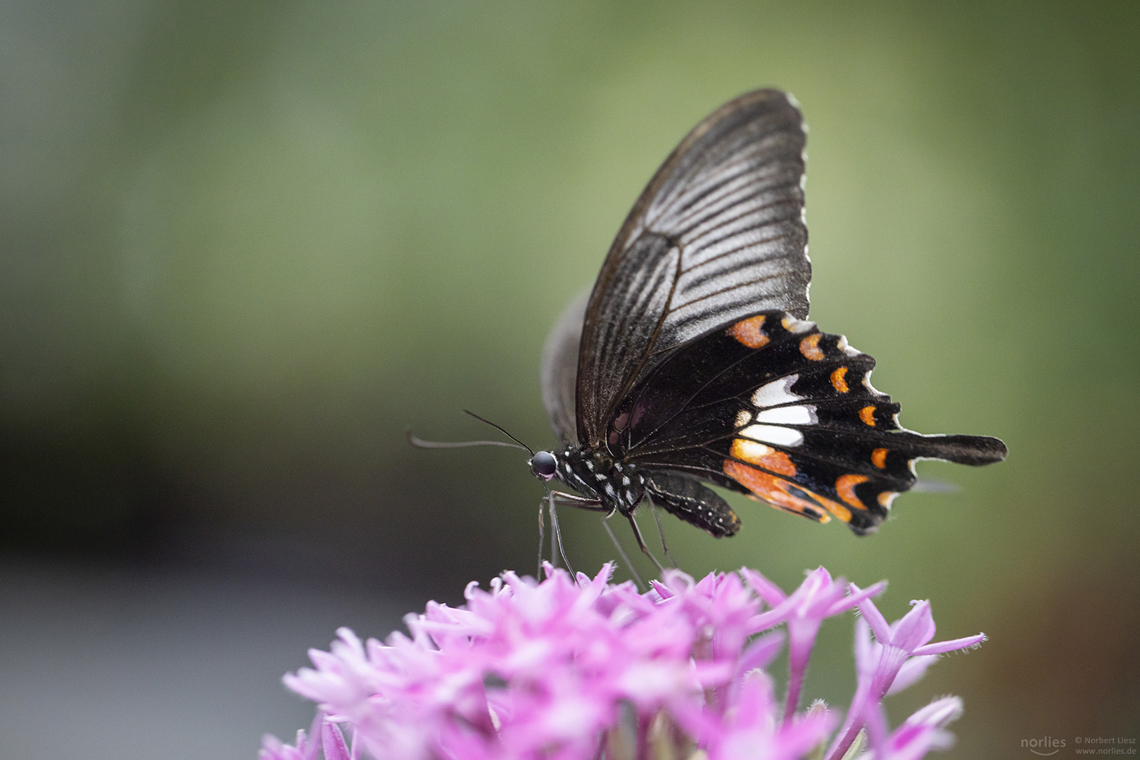 papilio polytes