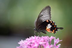 papilio polytes