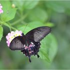 Papilio polytes