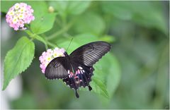 Papilio polytes