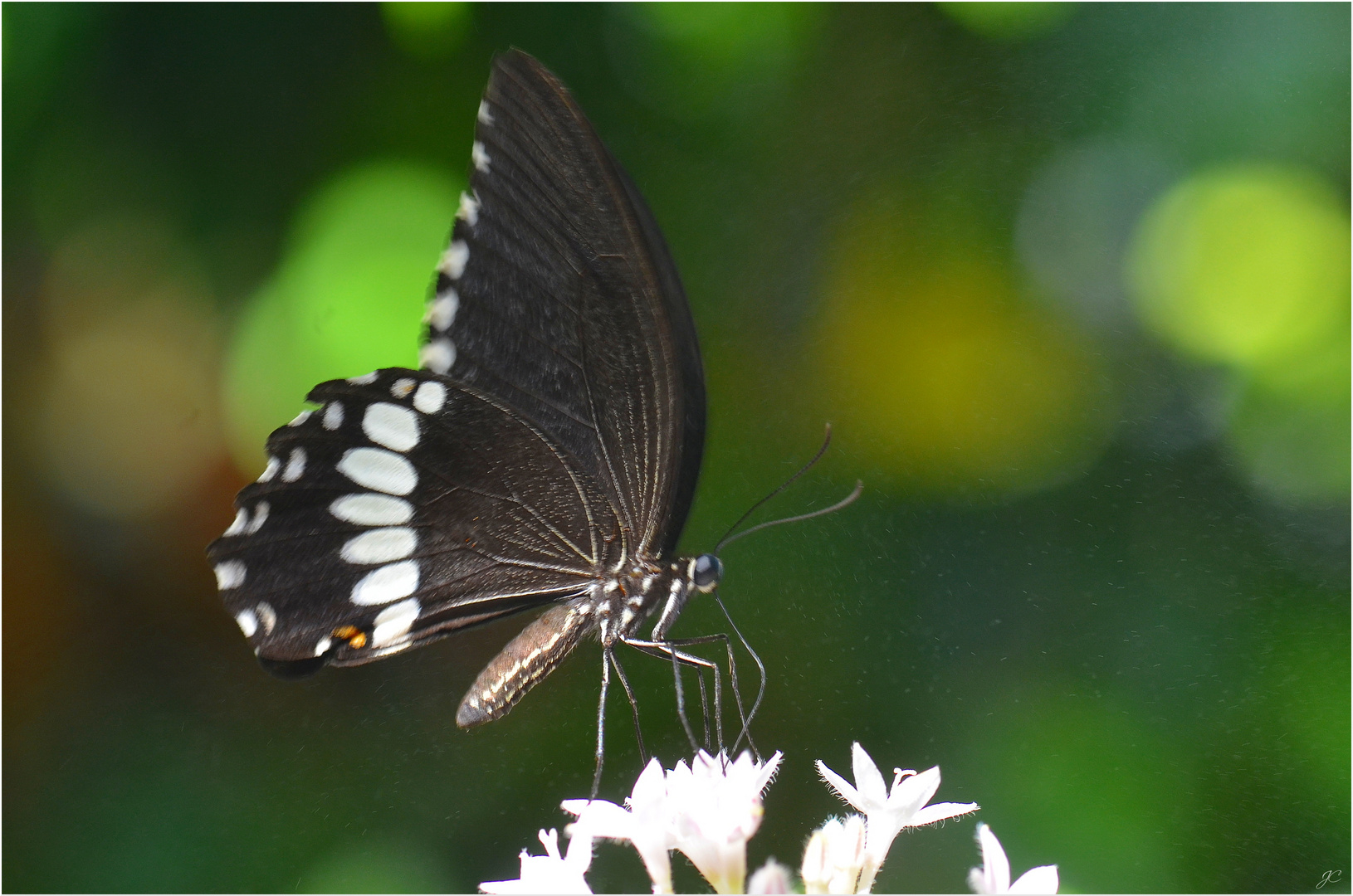 Papilio polytes