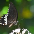 Papilio polytes