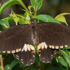 Papilio polytes