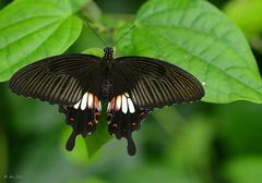 Papilio polytes