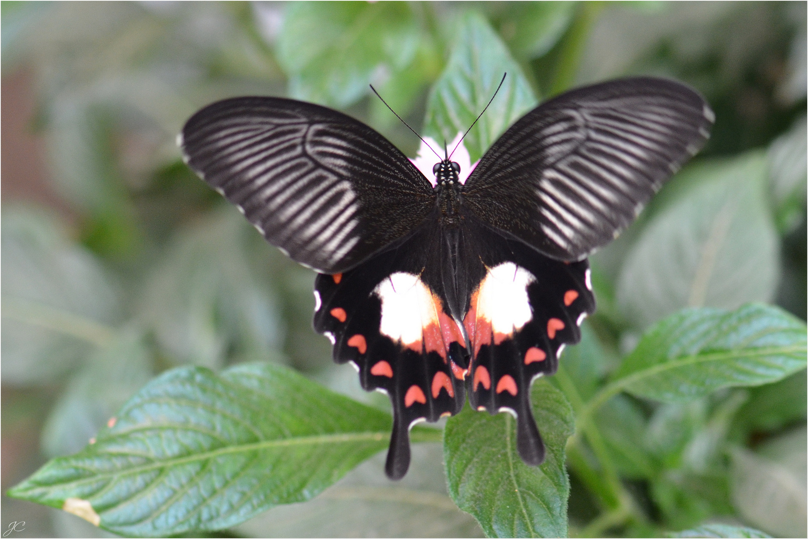 Papilio polytes