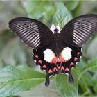 Papilio polytes