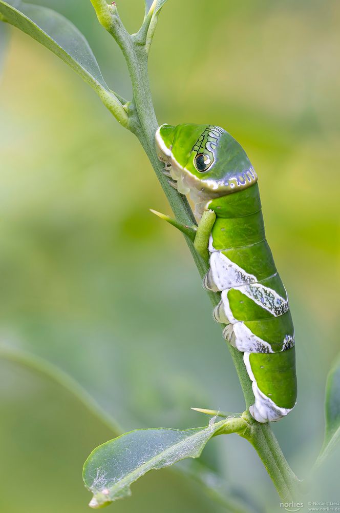 Papilio Polytes Raupe