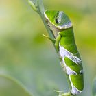 Papilio Polytes Raupe