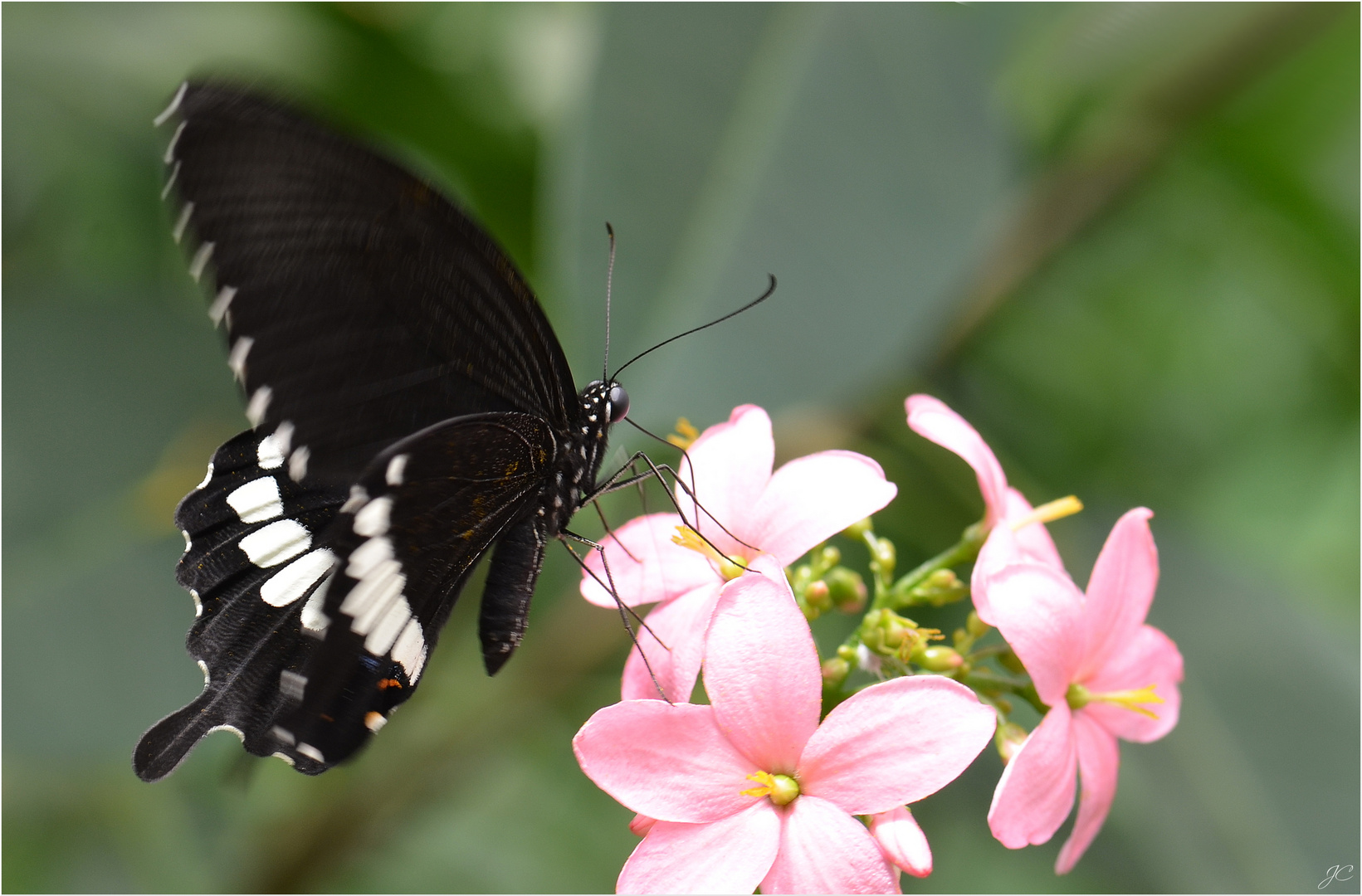 Papilio polytes romulos cyrus