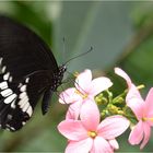 Papilio polytes romulos cyrus