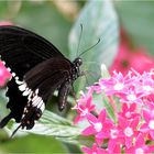 Papilio polytes romulos cyrus