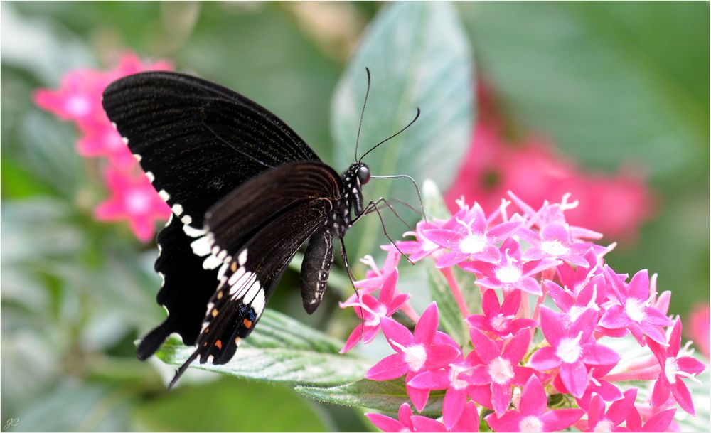 Papilio polytes romulos cyrus