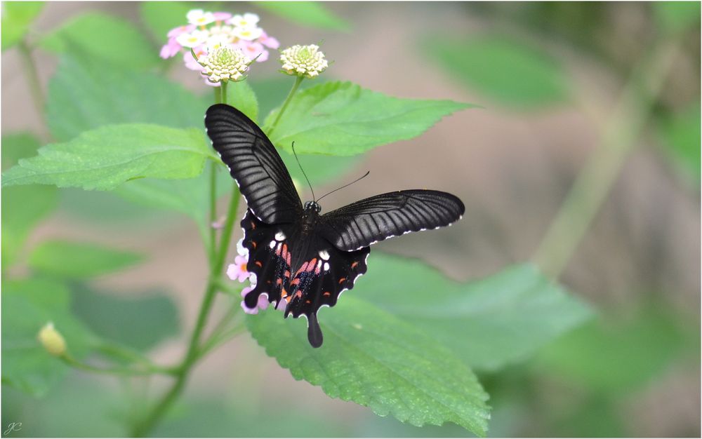 Papilio polytes romulus