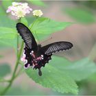 Papilio polytes romulus