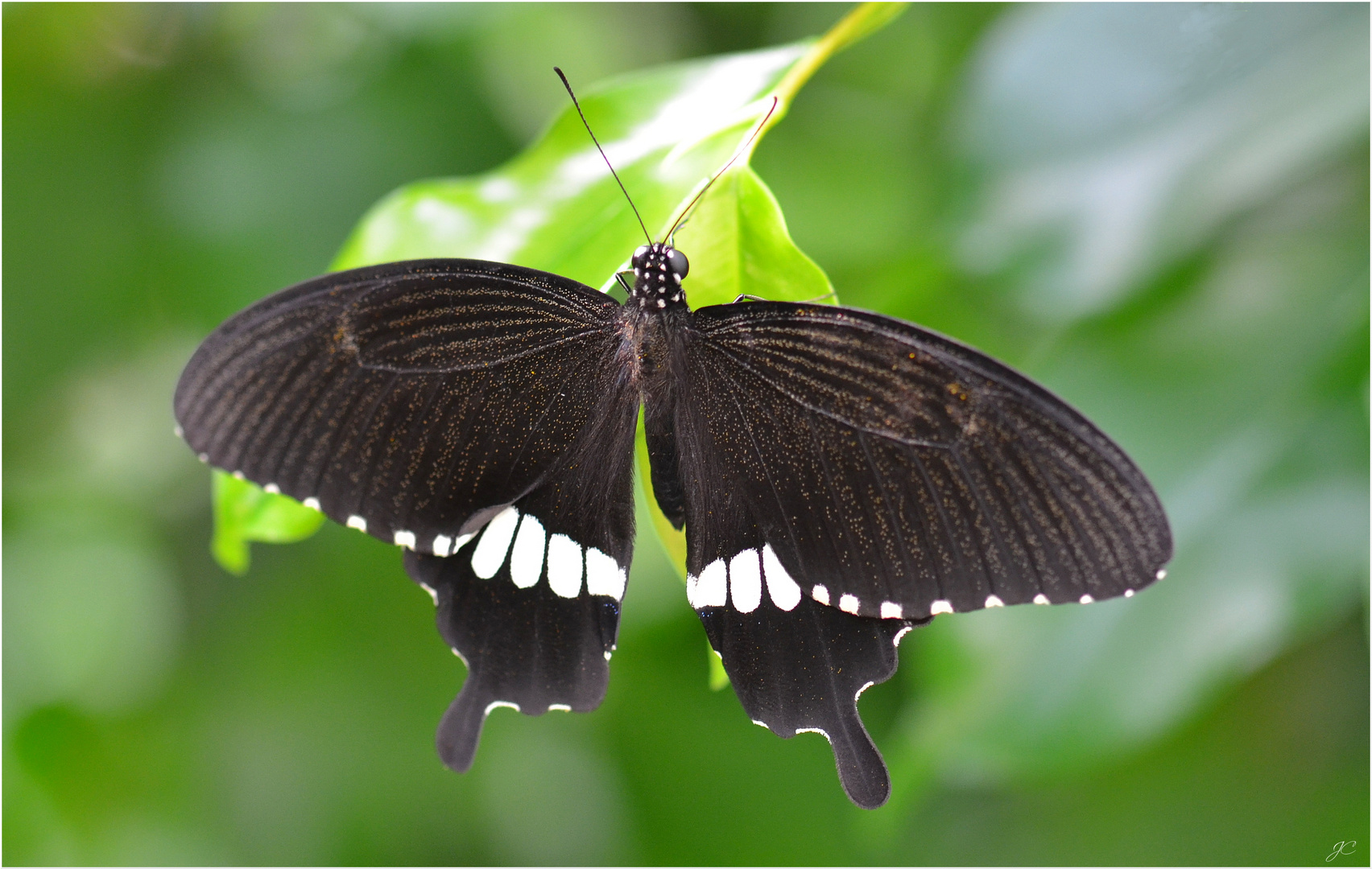 Papilio polytes romulus cyrus