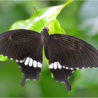 Papilio polytes romulus cyrus