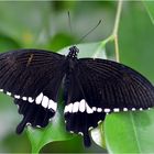 Papilio polytes romulus cyrus