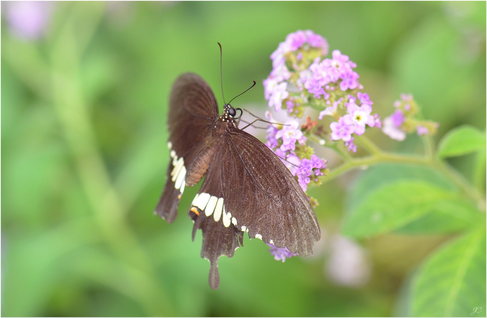 Papilio polytes romulus cyrus