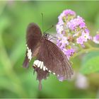 Papilio polytes romulus cyrus