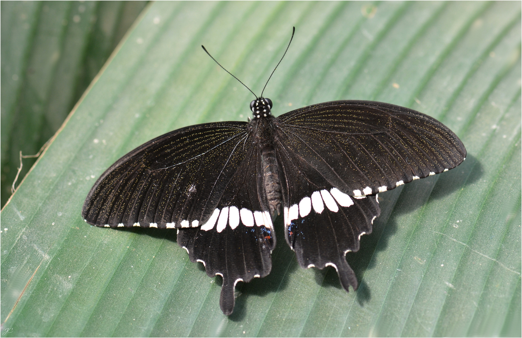 Papilio polytes romulus cyrus