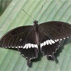 Papilio polytes romulus cyrus