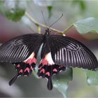 Papilio polytes romulus theseus