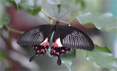 Papilio polytes romulus theseus