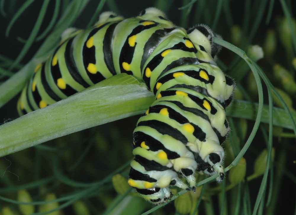 Papilio polyxenes