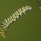 Papilio polyxenes - Raupe