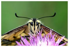 Papilio Portrait