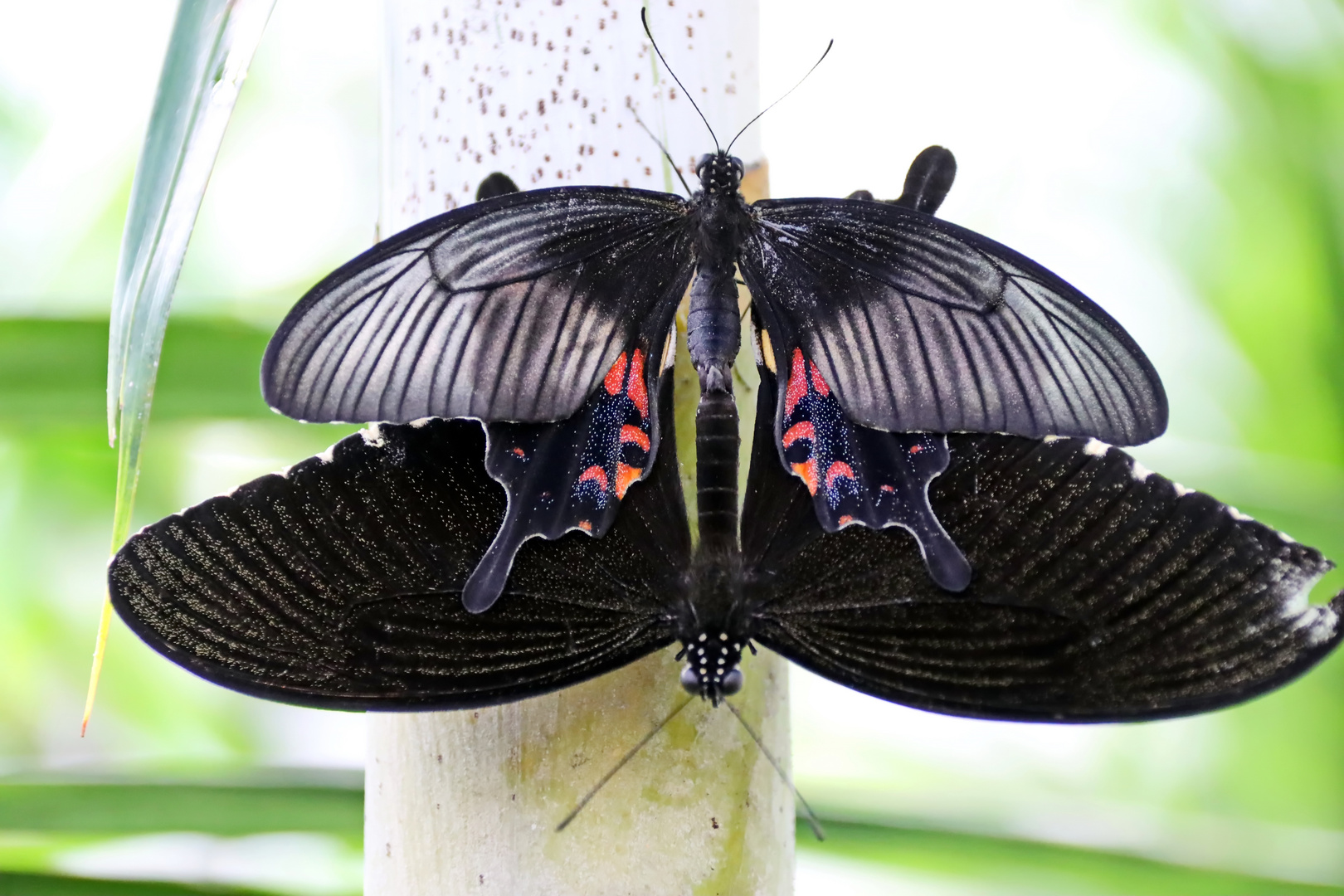 Papilio protenor