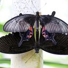 Papilio protenor