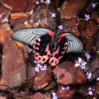 Papilio rumanzovia