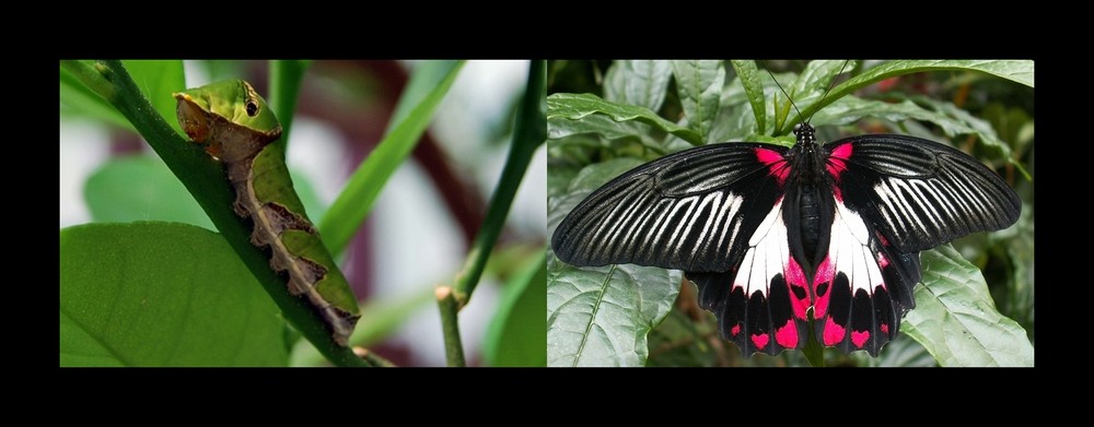 Papilio rumanzovia