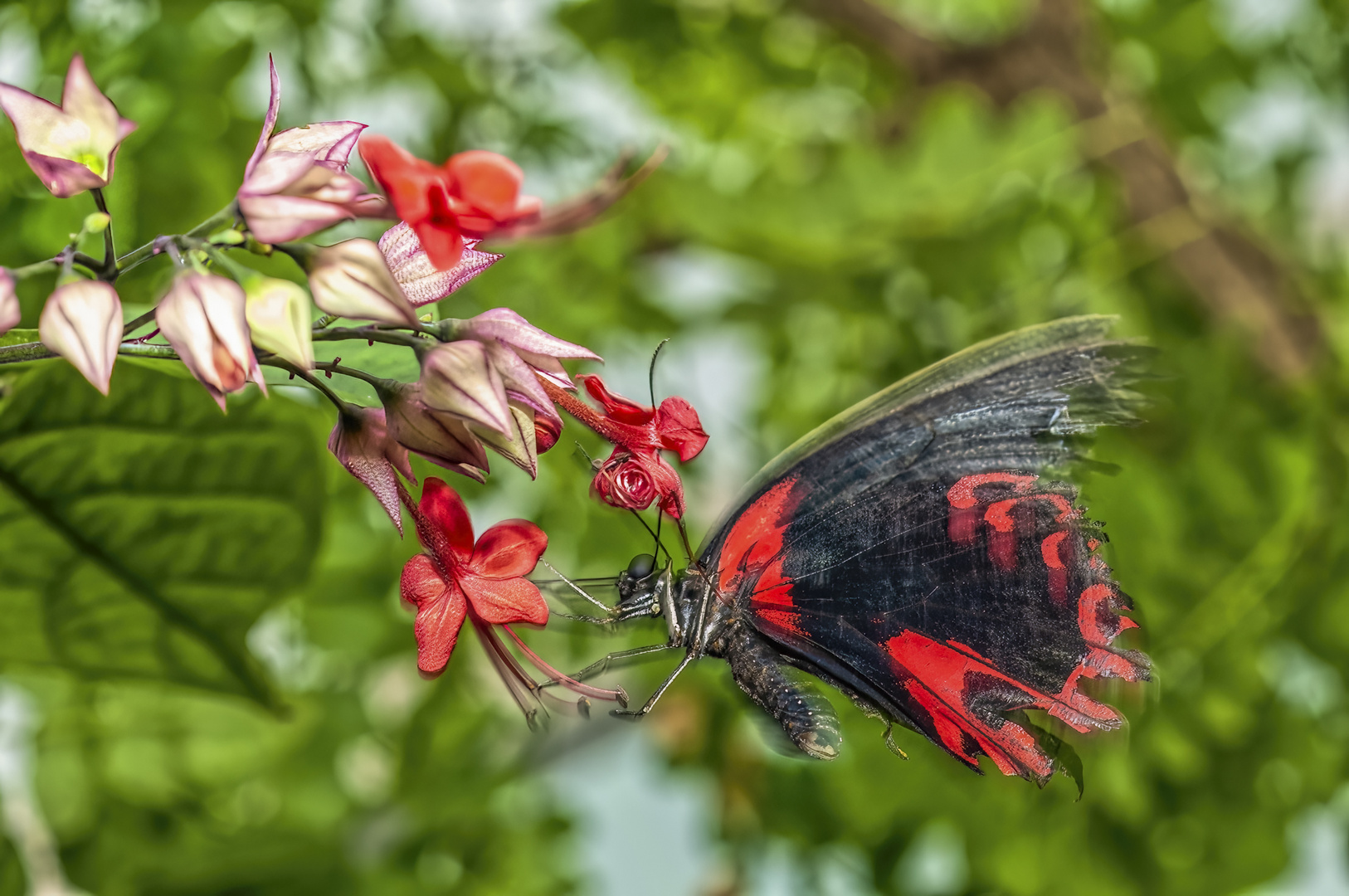 Papilio rumanzovia