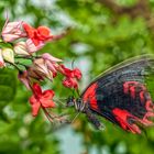 Papilio rumanzovia