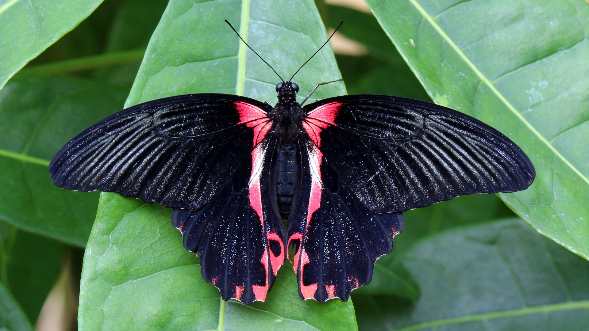 Papilio rumanzovia