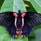 Papilio rumanzovia