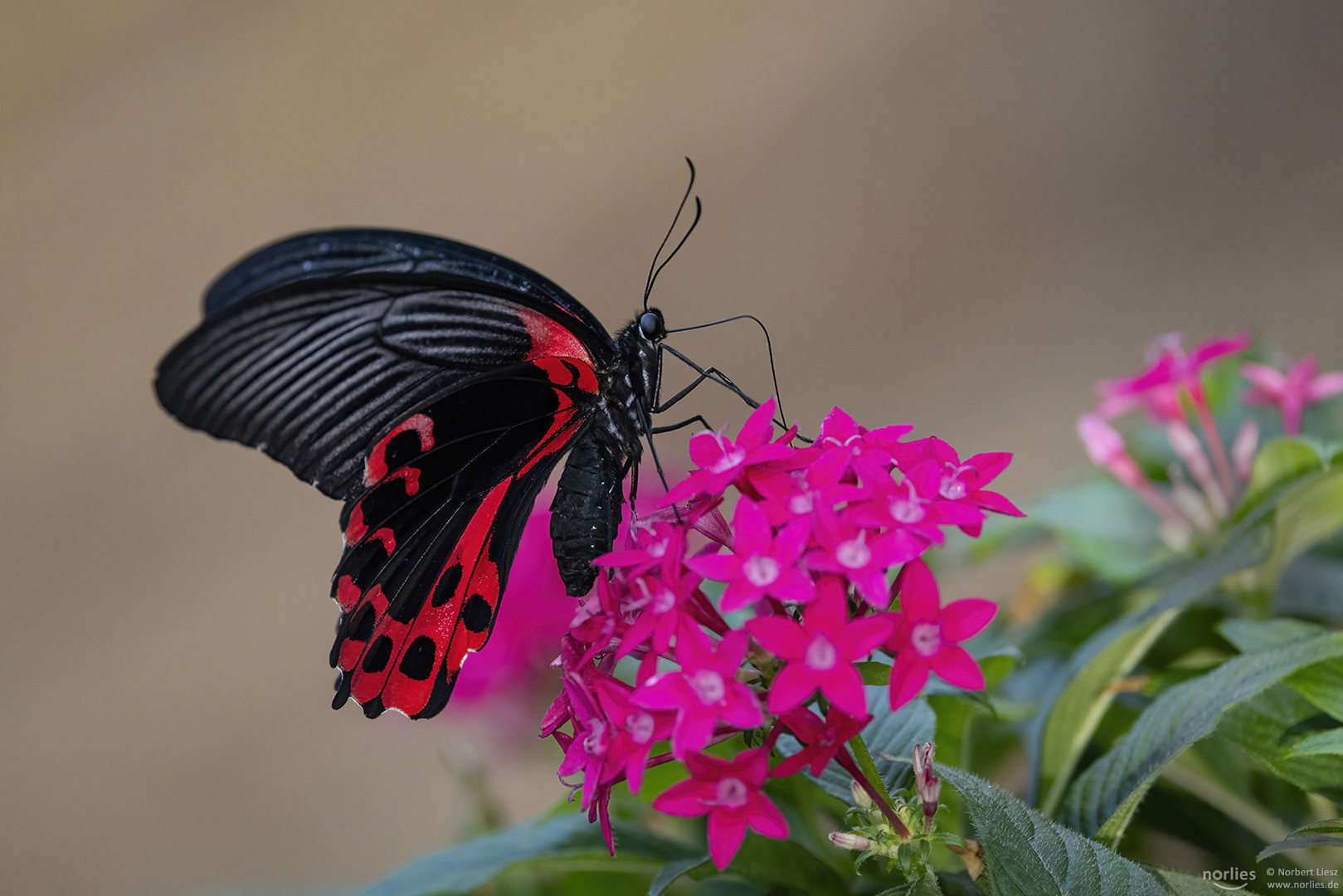 papilio rumanzovia