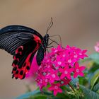 papilio rumanzovia