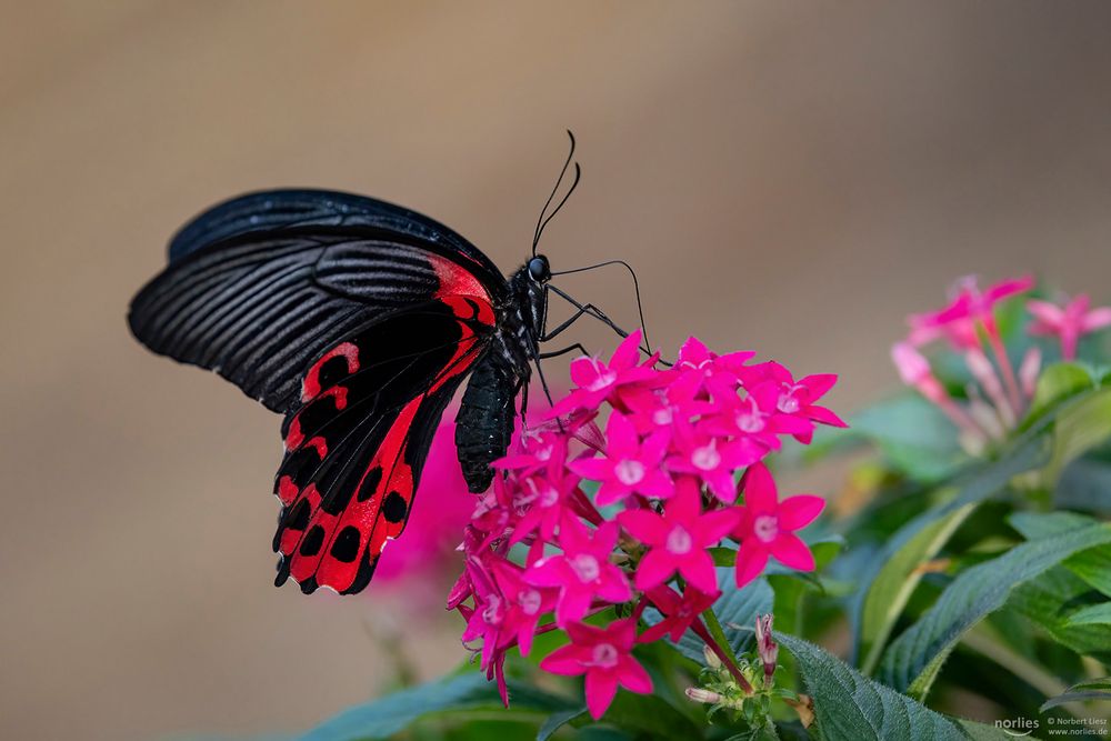 papilio rumanzovia