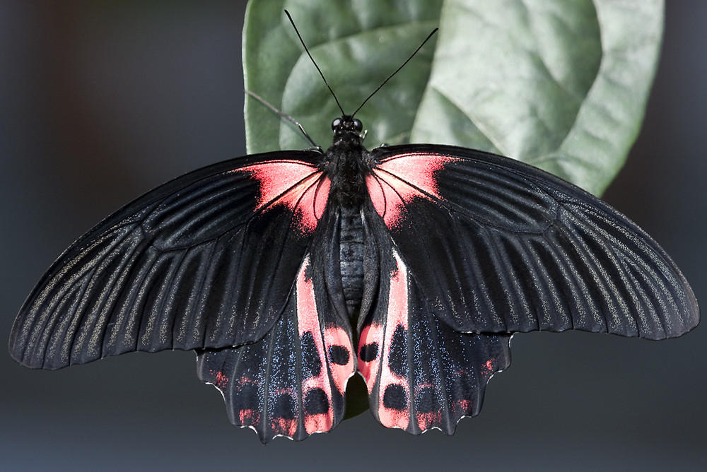 Papilio rumanzovia