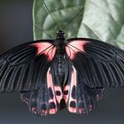 Papilio rumanzovia