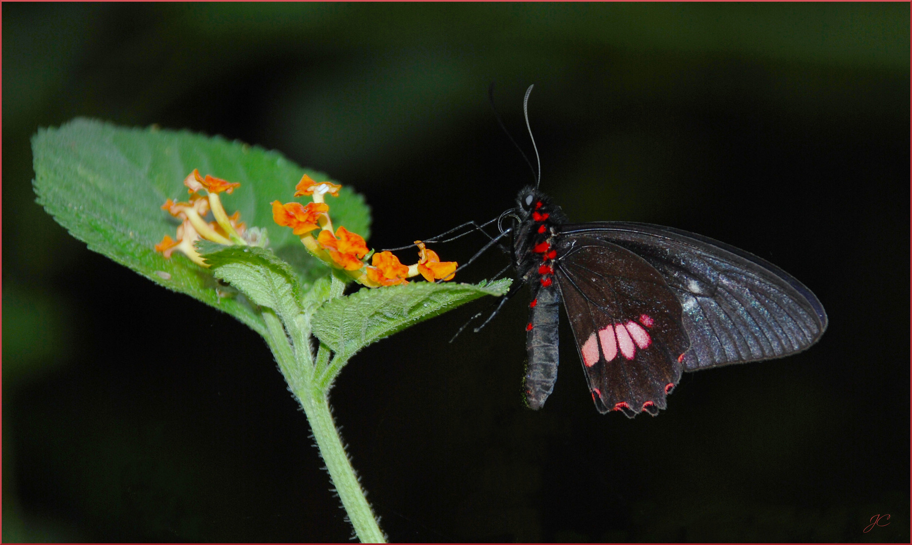 Papilio rumanzovia