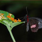 Papilio rumanzovia